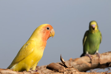 Parrot on a perch on wooden