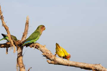 Parrot on a perch on wooden