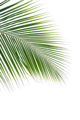 Obraz premium plam leaves isolated on the white