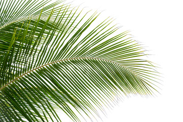 Obraz premium plam leaves isolated on the white