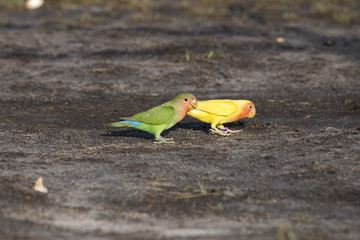Parrot on the ground