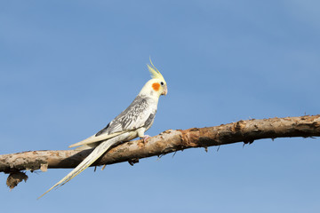 Parrot on a perch on wooden