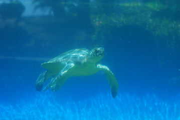 Obraz premium Sea Turtle Moving Underwater