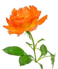 Fototapeta premium rose isolated on the white