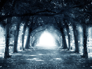 Path in dark mystery forest.