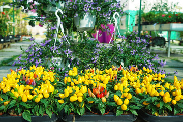 Hot chili peppers in pots near shop
