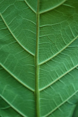 Green leaf texture, closeup