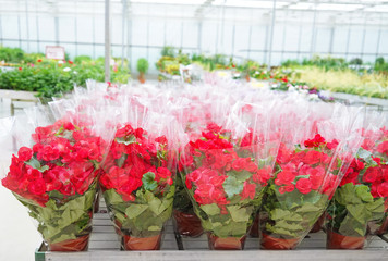 Beautiful flowers in pots