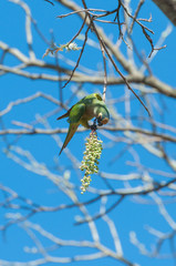 Aratinga bird clinging to a branch to eat some flowers. Yellow and green feathers, beautiful bird.