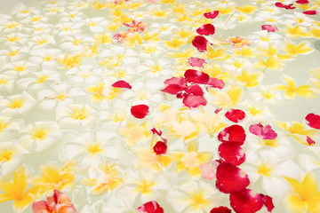 Spa bath full of frangipani flowers for relaxation