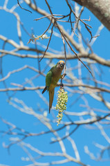 Aratinga bird clinging to a branch with some flowers. Yellow and green feathers, beautiful bird with a blue sky background.