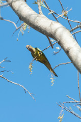 Aratinga bird clinging to a branch with some flowers. Yellow and green feathers, beautiful bird with a blue sky background.