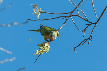 Aratinga bird clinging to a branch to eat some flowers. Yellow and green feathers, beautiful bird.