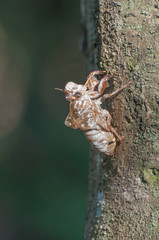 Cicada shell stuck in tree. Shell abandoned by the cicada. Dried shell of Cicada. Side view.