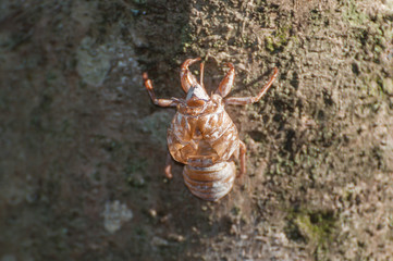 Cicada shell stuck in tree. Shell abandoned by the cicada. Dried shell of Cicada. Front view.