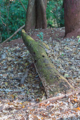 Tree trunk lying on the ground for a long time with green moss on top. Floor filled with dry leaves on a green foliage background.