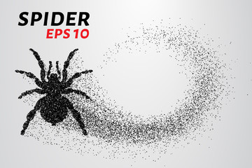 Spider of particles. The spider consists of small circles. Vector illustration