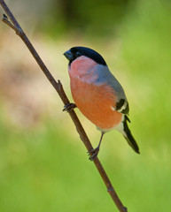 Eurasian bullfinch