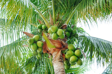 fresh ripe coconuts on a palm tree