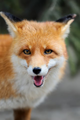 Wild red fox portrait
