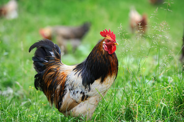 Rooster in farm