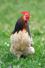 Rooster in farm