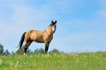 Horse on pasture