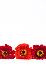 Flowers of red zinnia  on white background, place for text