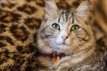 Cat lying on Leopard 