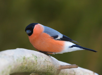Eurasian bullfinch, male