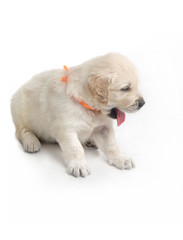 small cute golden retriever puppy,  on white background