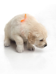 small cute golden retriever puppy,  on white background