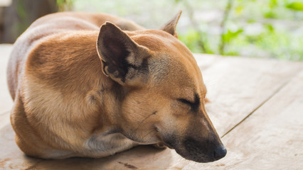 Sleeping brown hybrid dog