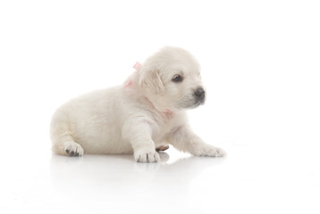 small cute golden retriever puppy,  on white background
