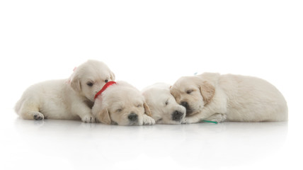 Obraz premium small cute golden retriever puppy, on white background