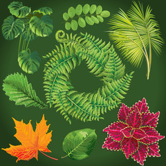 Collection of green leaves. Vector