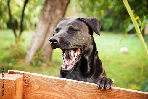 "Hund gähnt, Calming Signals" Stockfotos und lizenzfreie Bilder auf