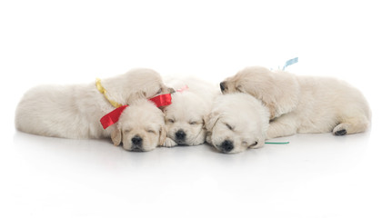 small cute golden retriever puppy,  on white background