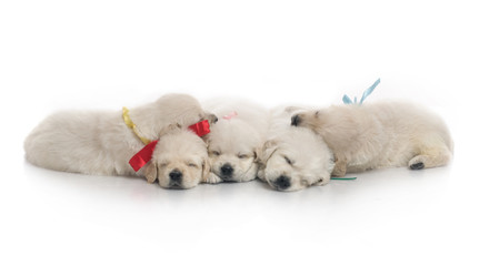 small cute golden retriever puppy,  on white background