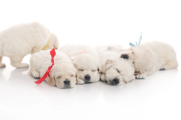 Obraz premium small cute golden retriever puppy, on white background