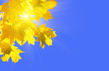 Yellow autumn maple leaves on a blue sunny sky
