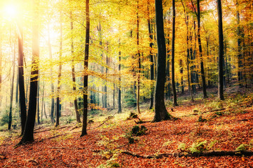 Colorful and foggy autumn forest