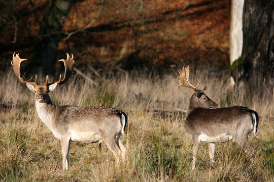 Fallow deer in the autumn forest