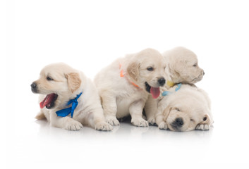 small cute golden retriever puppy,  on white background