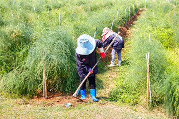 Farmer grass shear vegetable with hoe in thailand countryside.