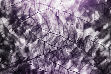 Dramatic Leaf with burst summer sunlight , X-ray style