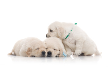 small cute golden retriever puppy,  on white background