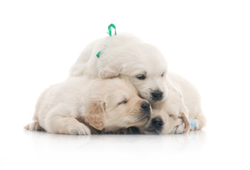 small cute golden retriever puppy,  on white background