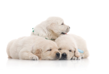 small cute golden retriever puppy,  on white background