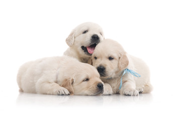 small cute golden retriever puppy,  on white background